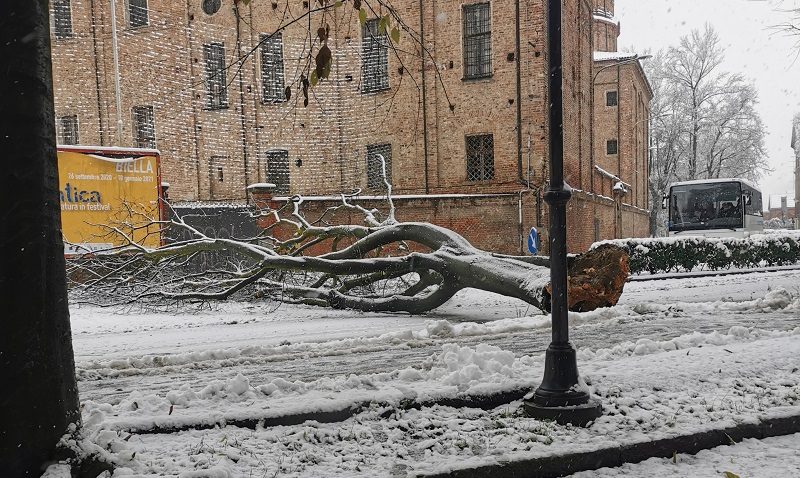 Albero schiantato sulla strada, cade anche una luminaria