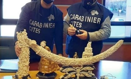 Traffico d'avorio: coinvolta anche la provincia di Vercelli