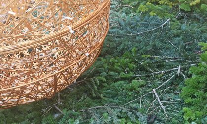 Le palle di Natale non sono lettiere per cani