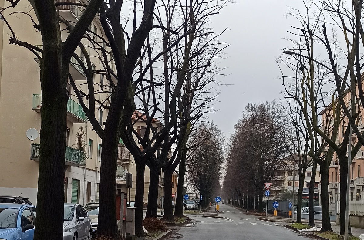 Corso Rigola: viale potato solo a metà
