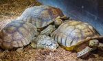 Venti tartarughe da traslocare per lo scolmatore di Trino