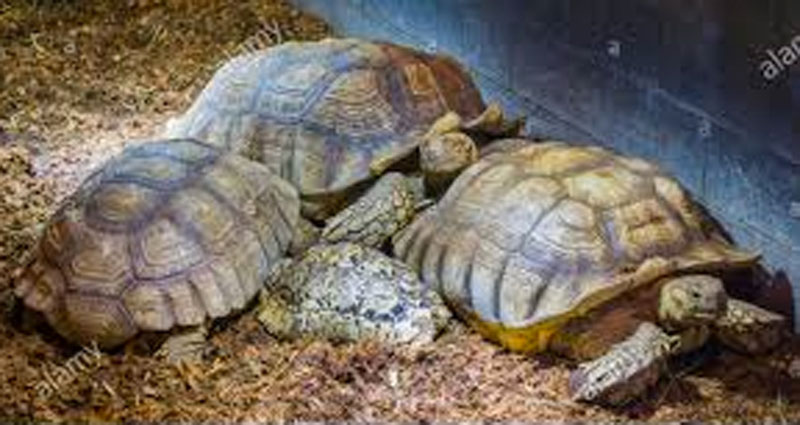 Venti tartarughe da traslocare per lo scolmatore di Trino