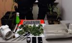 Saluggia, coltivava marijuana in casa: denunciato