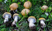 Alla scoperta dei funghi con il Gruppo Micologico Naturalistico santhiatese