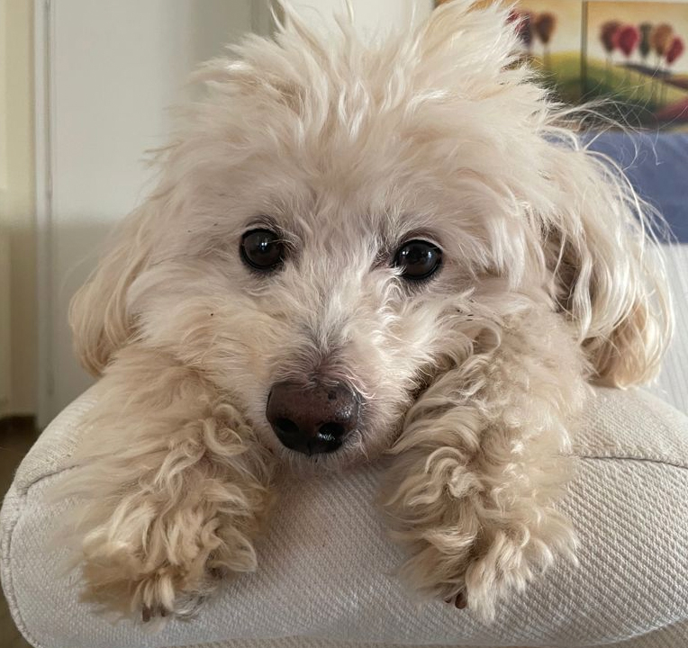 Come gestire il cane in zone arancioni e rosse