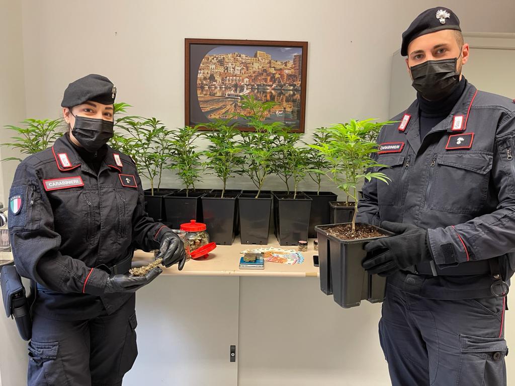 Aveva una serra di marjuana in casa: 30enne vercellese arrestato