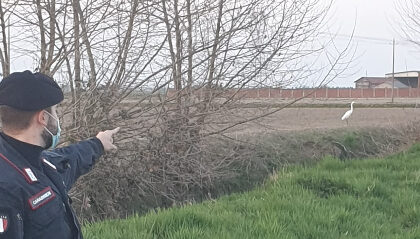 Cattura un airone bianco maggiore: 29enne nei guai