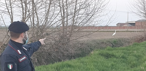 Cattura un airone bianco maggiore: 29enne nei guai