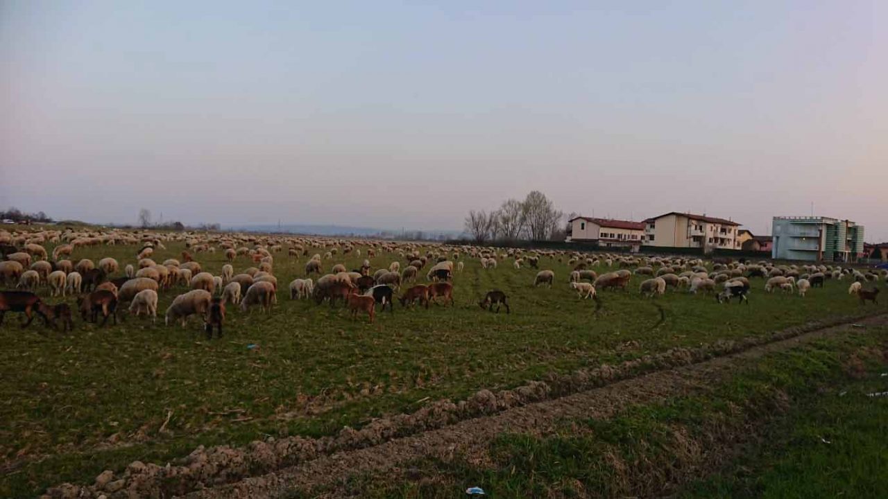 Pecorelle, caprette e asinelli alla frazione Robella