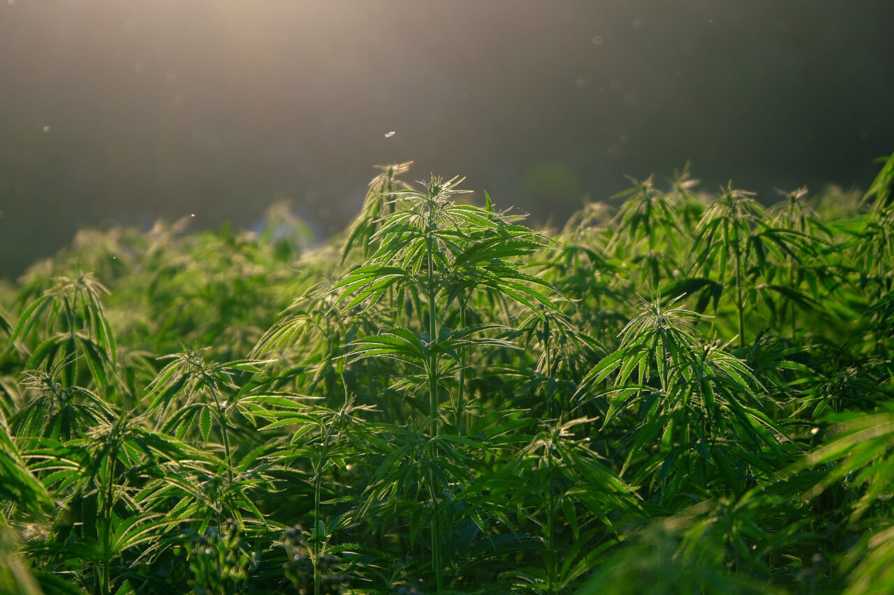 Cannabis light: boom di acquisti con il secondo lockdown