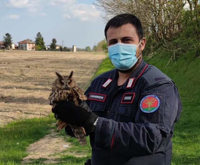 Grazie ai Forestali per il gufo salvato