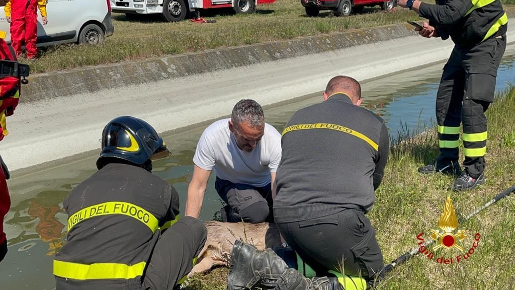 Capriolo nel canale: soccorso dai Vigili del Fuoco