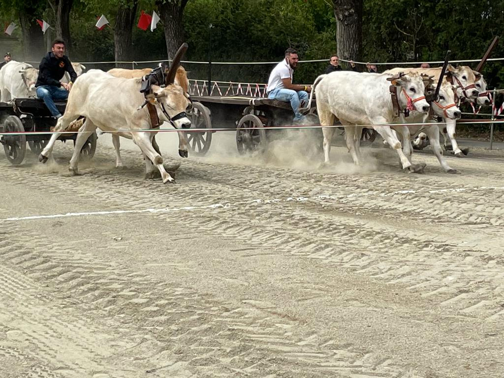 Cascina Varalla vince la corsa dei buoi di Asigliano