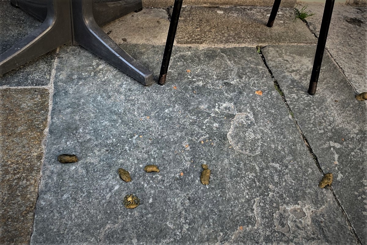 Lascia i “ricordini” di Fido davanti al bar