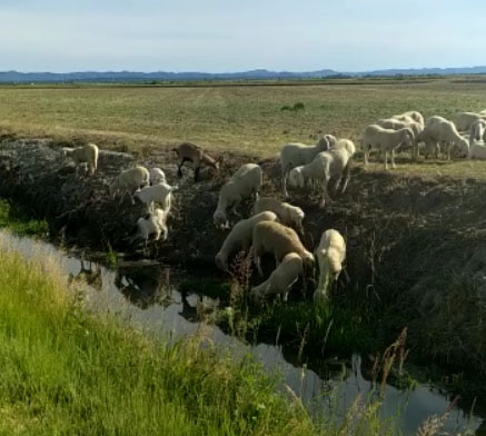 Il passaggio di un gregge da Crova e Salasco per la transumanza