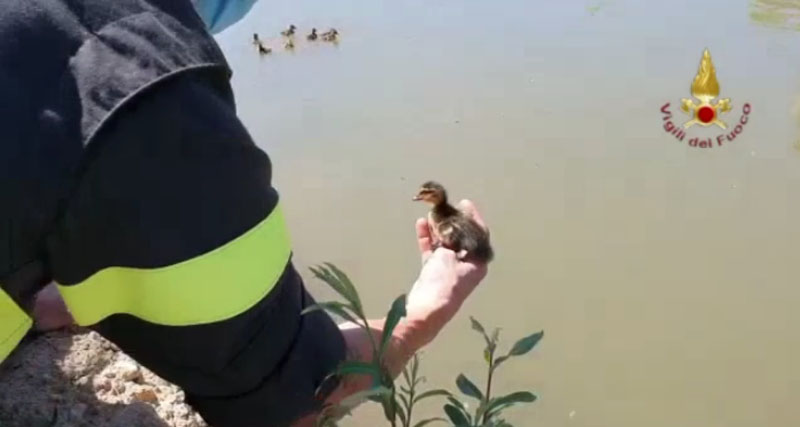 Mamma papera e paperotti salvati dai Vigili del Fuoco