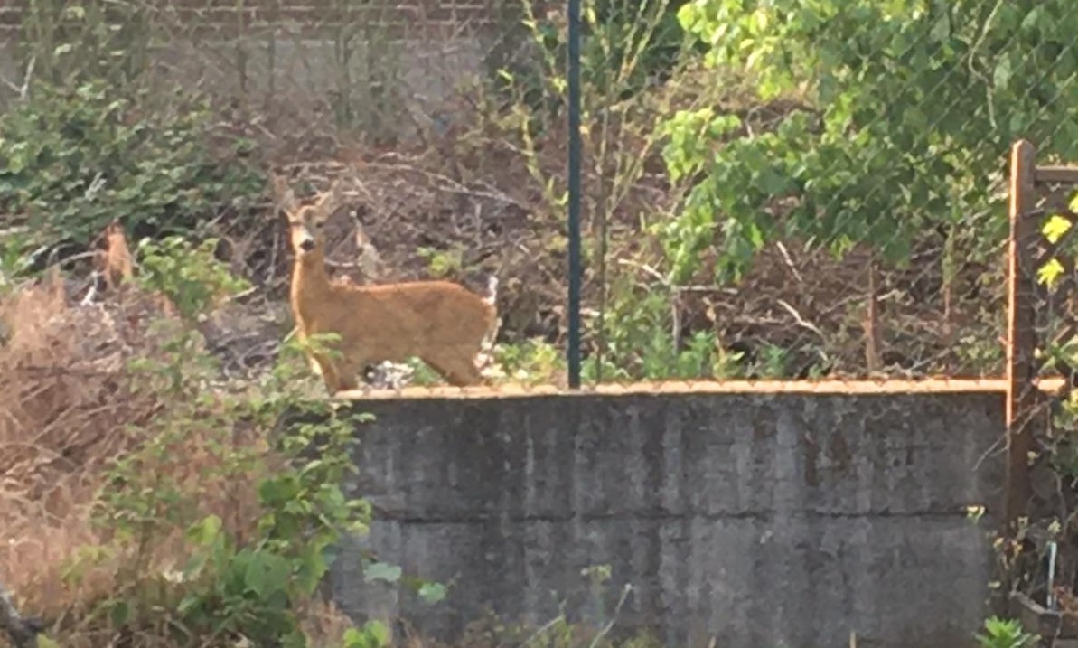 Capriolo a passeggio nel verde