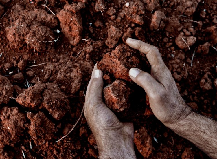 Coltiviamo abilità: progetto comunale di agricoltura solidale