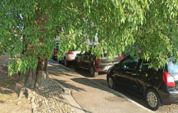 Fronde “invadenti”: urge una potatura