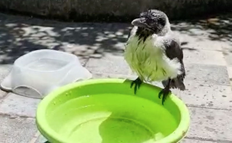 La bellissima favola di «Pullo»