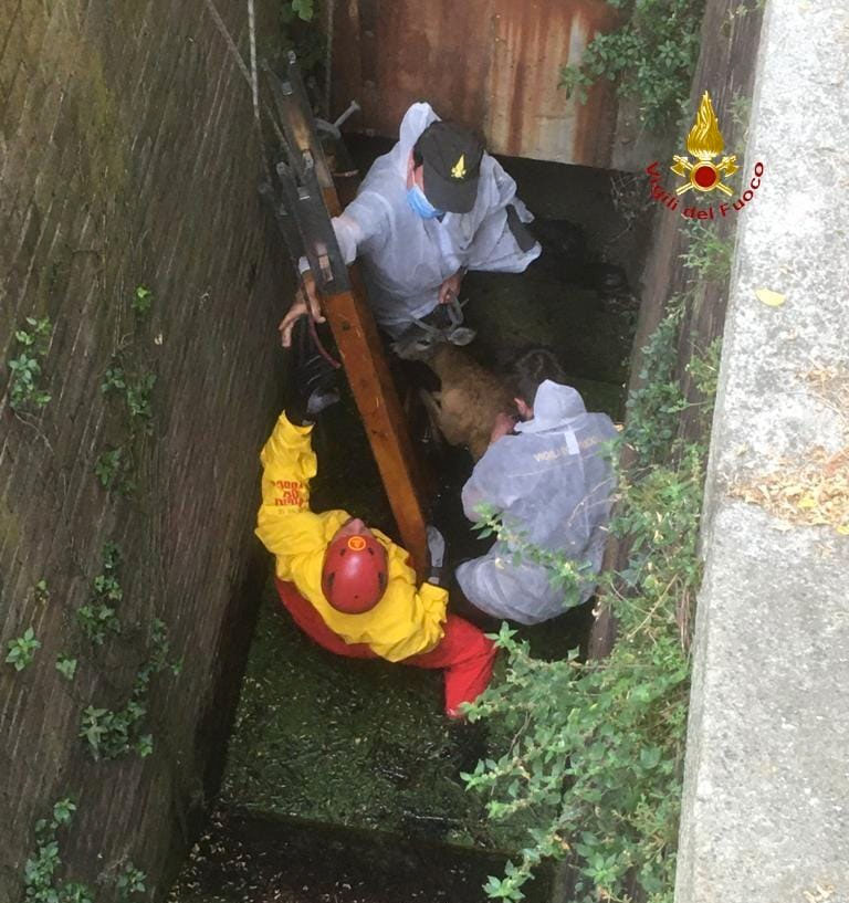 Santhià: capriolo salvato dai Vigili del Fuoco
