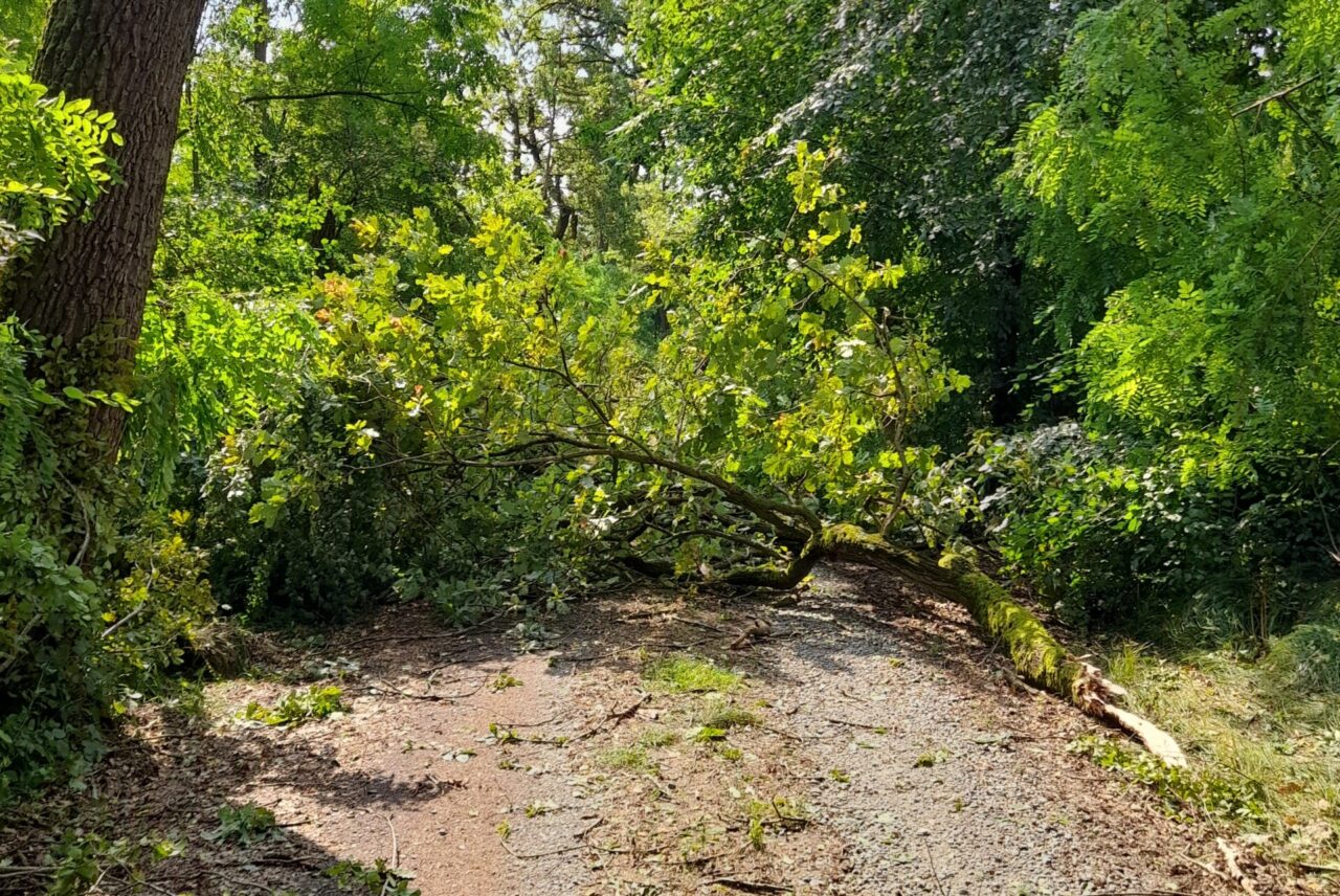 Bosco della Partecipanza conta i danni dopo il maltempo