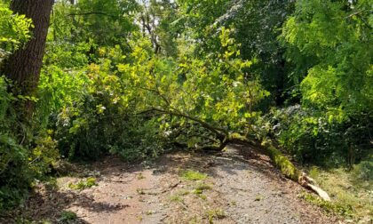 Bosco della Partecipanza: i sentieri ripristinati