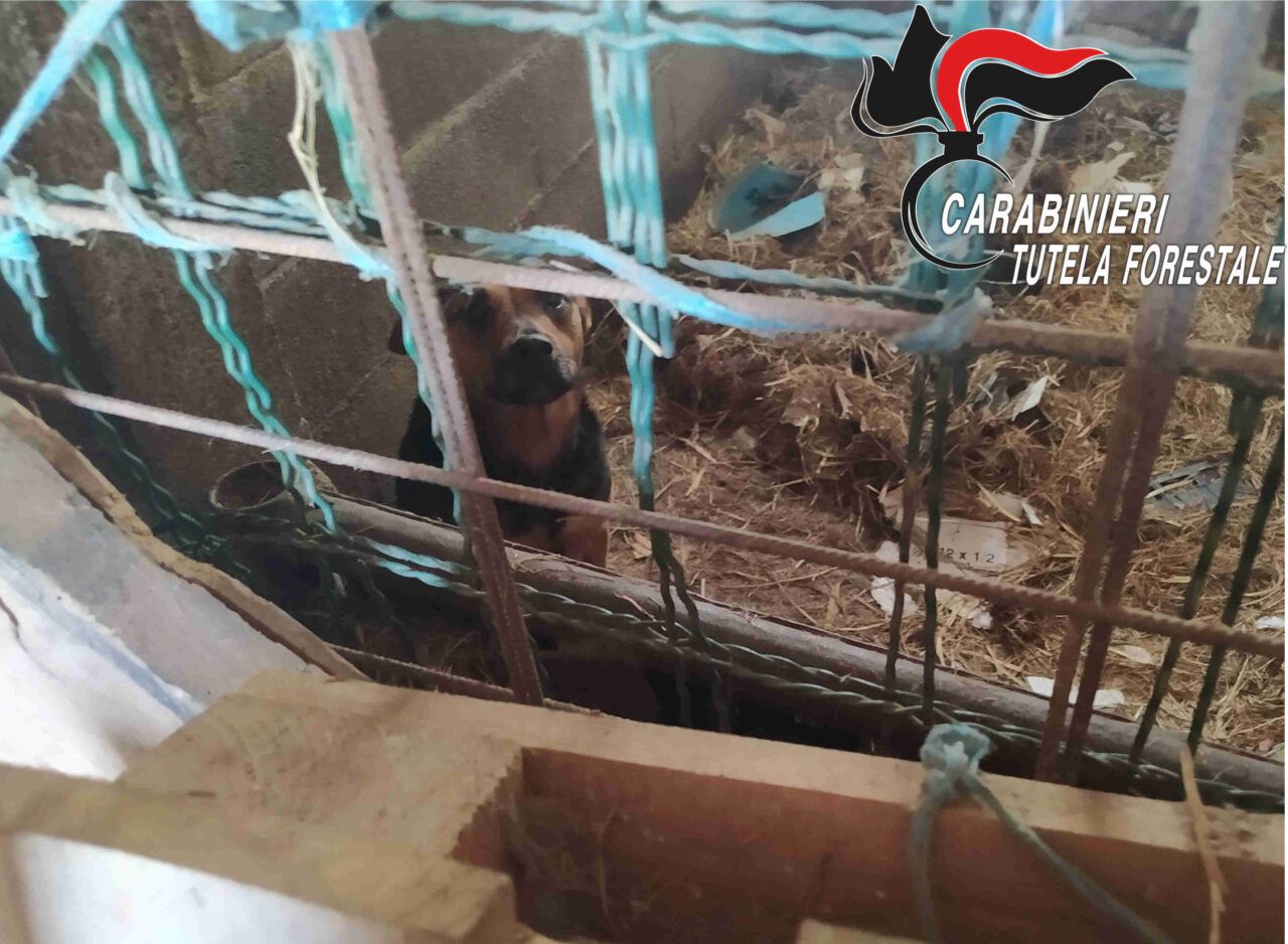Il lager dei cani: denunciato il proprietario per maltrattamenti