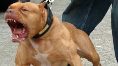 Pitbull dell'unità cinofila stacca a morsi il piede di un agente