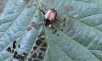 La Popillia japonica invade il Vercellese: l'allarme di Coldiretti