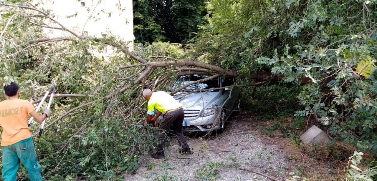 Personale comunale e ditte del verde, al lavoro per riportare la sicurezza ai Cappuccini