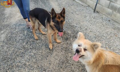 Bianzè: due cani in pericolo sui binari salvati dalla Polizia