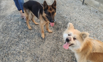 Vercelli tra i 13 comuni piemontesi che riceveranno il contributo regionale per campagne educative sul possesso responsabile dei cani