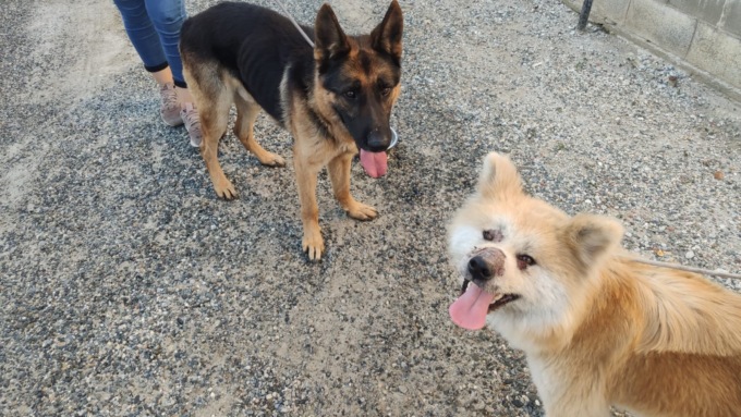 Vercelli tra i 13 comuni piemontesi che riceveranno il contributo regionale per campagne educative sul possesso responsabile dei cani