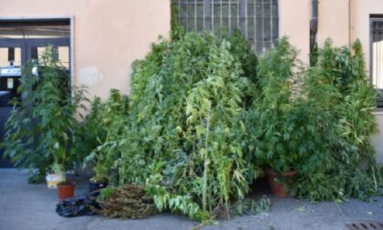 Una piantagione di marijuana in giardino: sequestrate 48 piante