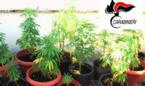 Tronzanese nei guai per coltivazione di cannabis