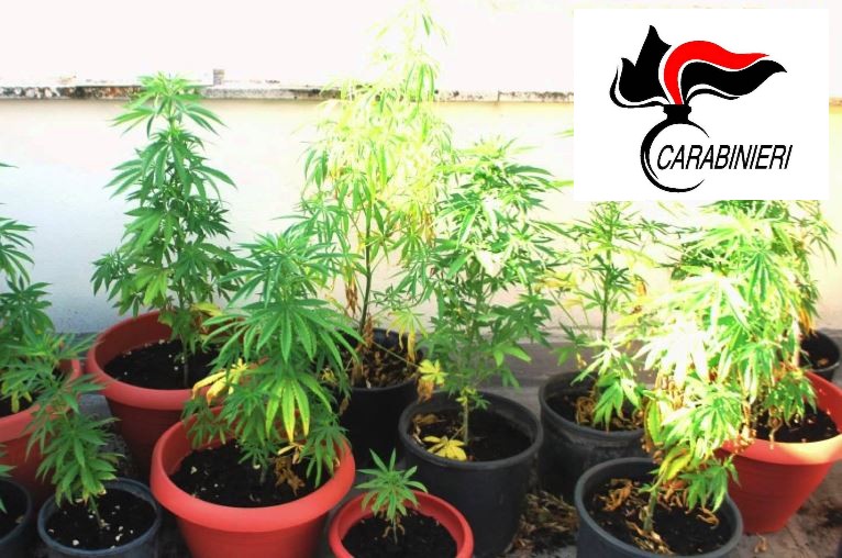 Tronzanese nei guai per coltivazione di cannabis