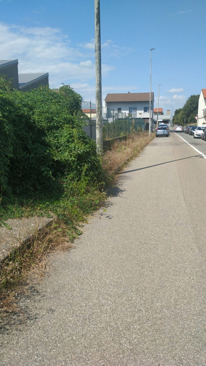 Erbacce record in via Ortigara a Porta Torino