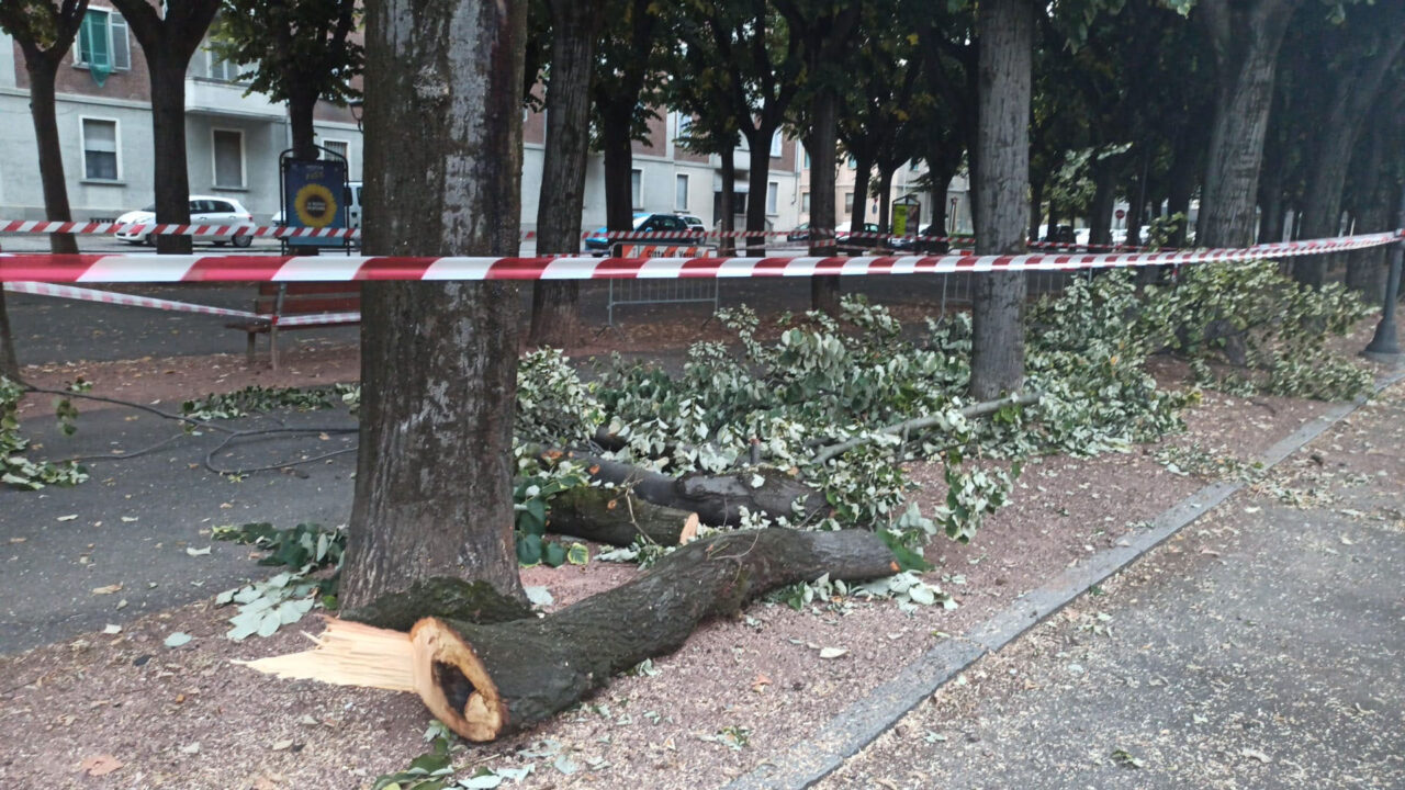 Crolla un ramo in viale Rimembranza: il terzo in tre giorni