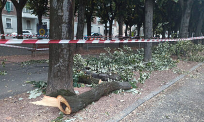 Crolla un ramo in viale Rimembranza: il terzo in tre giorni