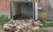 Allevamento teneva carcasse di maiali nelle stalle e le dava come cibo agli altri animali