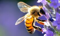 Esperimento biologico all'istituto Calamandrei di Crescentino