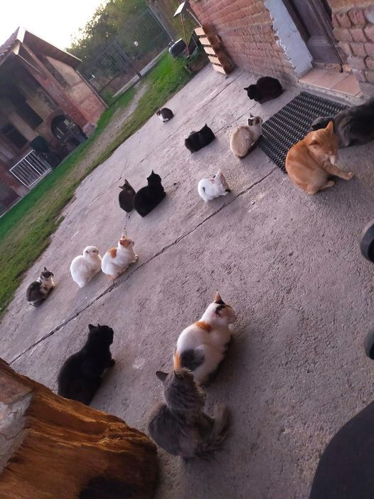 Associazione “Ciuffo” Santhià: aiuta gli amici a 4 zampe di Vita Pellegrino