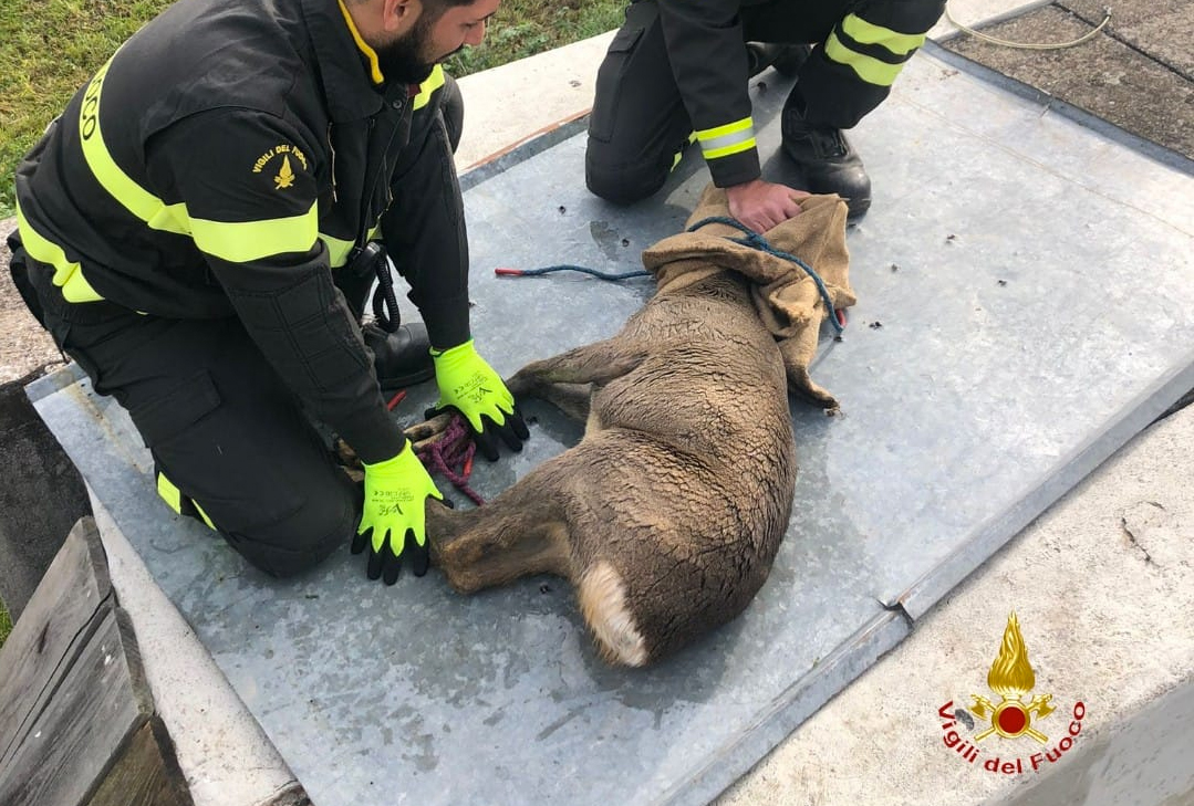 Capriolo salvato dai Vigili del Fuoco