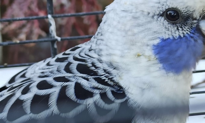 Raro pappagallo torna a casa del suo padrone grazie ai Forestali