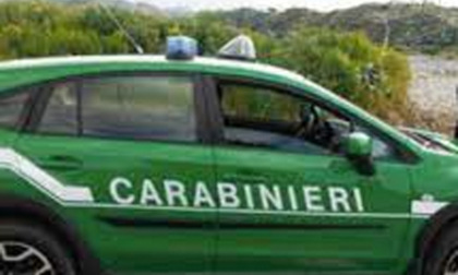 Giornata Nazionale dell'Albero con i Carabinieri della Forestale
