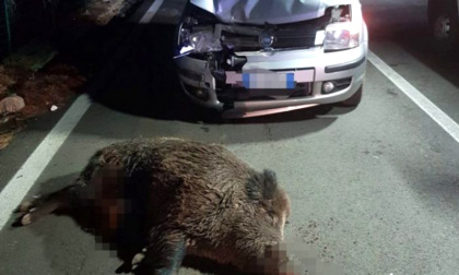 Incidenti con i cinghiali: ora c'è un app che segnala i tratti stradali ad alto rischio