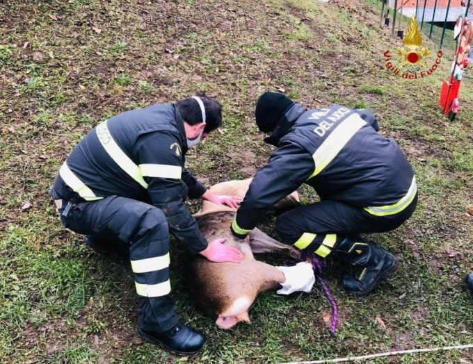 Capriolo incastrato a Plello: intervengono i vigili del fuoco