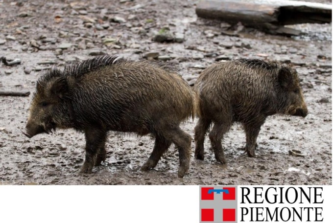 Peste suina: nessun caso nel Vercellese e nessun allarmismo sul consumo di carne