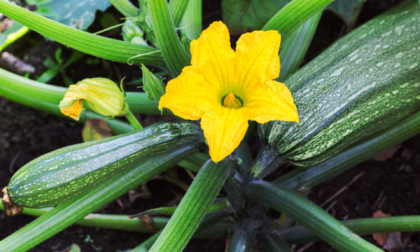 Tris di zucchini: ottimi con e senza fiore